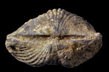 Platystrophia